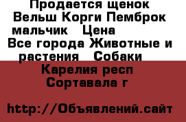 Продается щенок Вельш Корги Пемброк мальчик › Цена ­ 65 000 - Все города Животные и растения » Собаки   . Карелия респ.,Сортавала г.